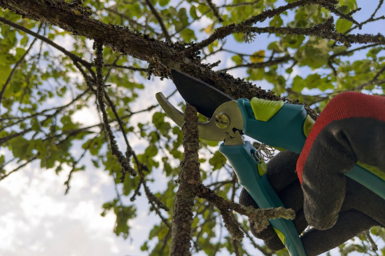 Tree pruning in Alameda, CA