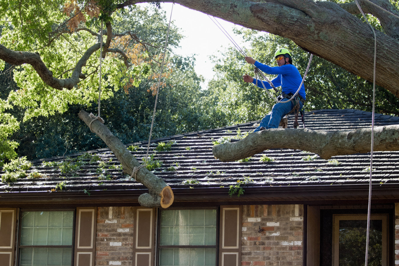 Tree removal in Alameda, CA